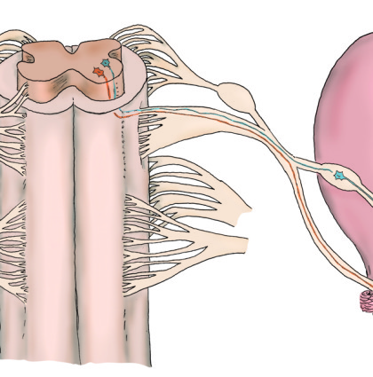 Ventral Root Implantation